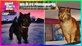 NEW LEAKED Animal Event, WILDLIFE Photography, MONEY, GTA 5 Chop Shop DLC 2024 (GTA Online Update)