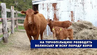 На Тернопільщині розводять волинську м’ясну породу корів