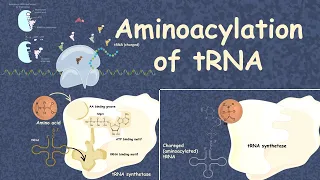 Aminoacylation of tRNA: translation 101
