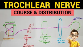 Trochlear Nerve - 1 | Course and Distribution