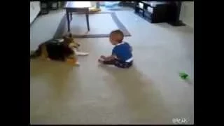 Гавкающая собака и смеющийся малыш