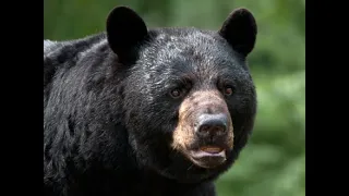 Black Bear Stalks 4 Girls On Playground