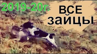 ВСЕ ЗАЙЦЫ сезона 2019-2020!!Охота на зайца.