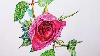 Rose Drawing in Color Pencils | Water drops on Rose | Flower Drawing