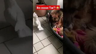 Попугай троллит Пса🤣 / Смешное видео / Funny Video: Pet Dog is a Scared of Cat / ЗАБАВНЫЕ ролики👍