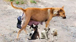 How Poor Mother Thai Street Dog Giving Birth To 10 Puppies