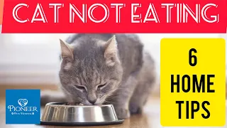 Billi Khana Nahi Kha Rahi | Cat Not Eating | How To Increase Cat Appetite?