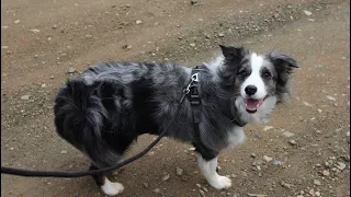 Βόλτα με το σκύλο μας | Εκπαίδευση βόλτας & απαραίτητος εξοπλισμός