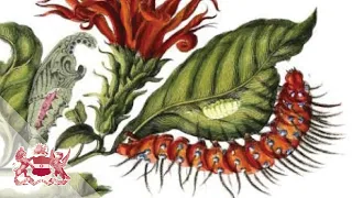 A Curious Performance: Maria Sibylla Merian and the Art of Natural History | Kate Heard