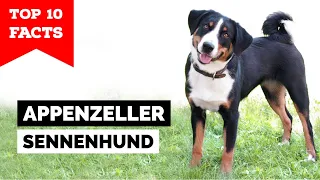 Appenzeller Sennenhund - Top 10 Facts