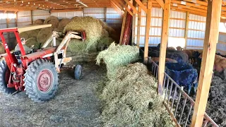 Hungry Cattle and Chicken Brooders