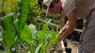 Surfer turned gardener: from the ocean to organic growing at Two Pine Farm