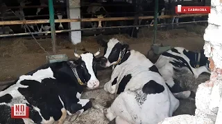 Cвалка дохлых телят и коров около молочной фермы