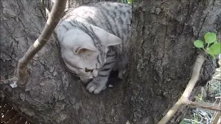 Котята    в огороде  тренируются лазить по дереву.