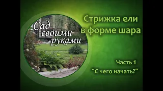 Стрижка ели в форме шара. Часть 1. С чего начать?