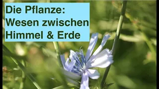 Die Pflanze als Wesen zwischen Himmel & Erde | Live-Streaming