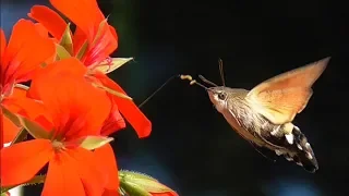Hummingbird Hawk Moth - Taubenschwänzchen  (Kolibrischwärmer)