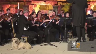 Symphony Goes To The Dogs