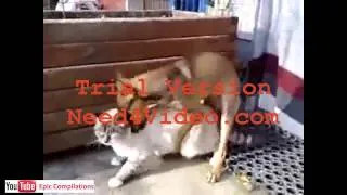 Epic Funny Cats   Cute Cats Compilation   60 minutes!! HDHQ   25