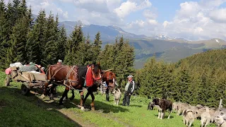 URCATUL OILOR sus la STÂNĂ în munții RODNEI | Miei luați de APĂ | Recondiționarea STÂNEI după iarnă