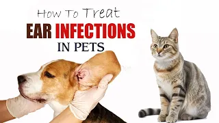 How to Treat Ear Infection in Pets Naturally | Home Remedies for Ear Infection in Pets