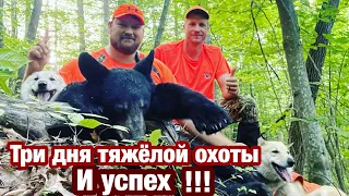 Моя первая Охота на медведя!!! Александр Курашев и его лайки!!! Охота на медведя с лайками!