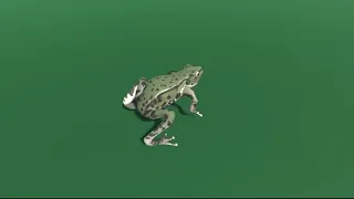 Frog Hopping in a circle