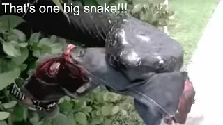 Funniest snake pranks 2017, compilation