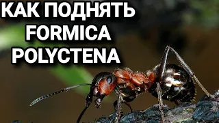 Как поднять муравьёв Formica polyctena. #МуравьиЯрославль