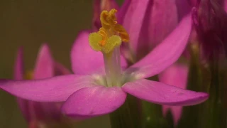 Bunte Blüten auf magerem Boden