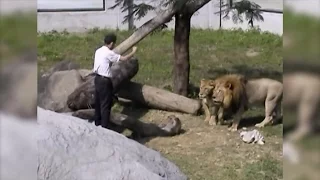 WILD: Unstable Man Jumps into Lion Exhibit area