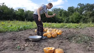 Выбираем семечки с тыкв урожай 2021 года часть 1 | Choosing pumpkin seeds harvest 2021 part 1