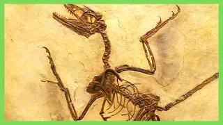 Top 10 Diseases That Affected Dinosaurs