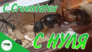 3 ЗОЛОТЫХ ПРАВИЛА. Camponotus cruentatus. СОДЕРЖАНИЕ. #Муравьи #Муравьинаяферма #ВГУМ