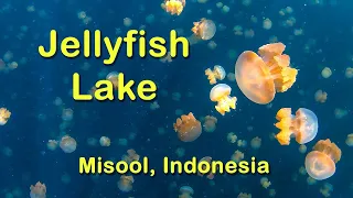 Jellyfish Lake Misool Indonesia