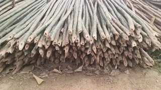 Bamboo poles are available interested buyers call or whatsapp 8638647876