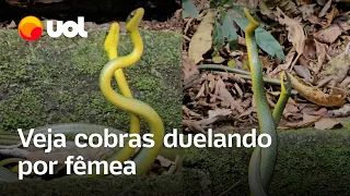 Cobras Cipó fazem duelo por fêmea em parque no Rio; veja vídeo raro