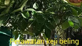 perawatan tanaman keji beling