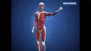 Basics 8: Musculoskeletal System (Muscle Movement)