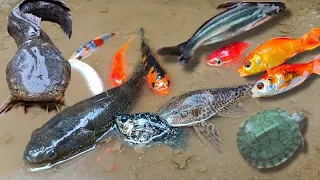 Find colorful ornamental fish, koi fish, goldfish, catfish, snakehead fish, betta fish, lobster