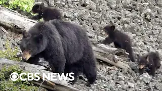 Black bear leads her three cubs through Yellowstone National Park