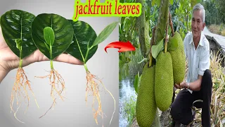 How to grow jackfruit trees from jackfruit leaves - 100% success
