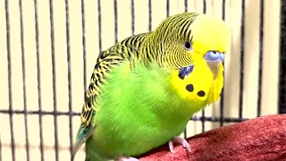 Whatcha' Doin' - Parakeet Talks for Over 3 Minutes! - Boba the Budgie