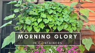 Growing Morning Glory in Pots | Learning from Last Year’s Mistakes