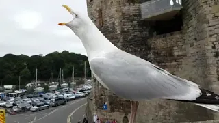 Seagull laughing; Möwe lacht; 海鸥也会笑