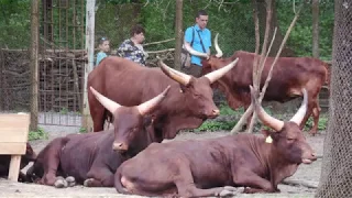 Рівненський Зоопарк в травні 2017