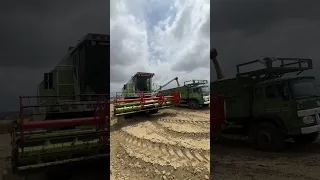 Claas dominator unloading wheat #harvesting #tractor #farming