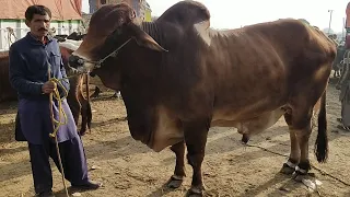 Multan Cow Mandi Vip Heavy Barhman Bull  | Qurbani 2021 | | SS Tv |