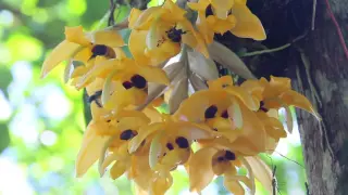 Orquídeas Amazónicas ‪#‎Gualaquizateespera