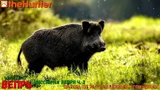 ♢ theHunter Classic ➫ Рубрика - помощь новичкам ♢ Миссии на вепря ч.2 ➫ Wild Boar ♢